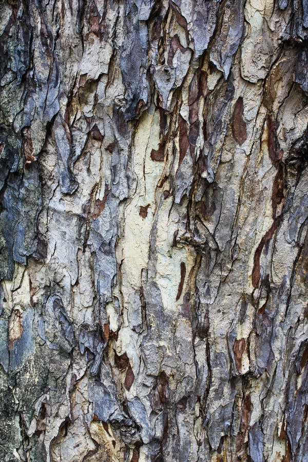 Tree bark texture as the background. Tree bark texture as the background
