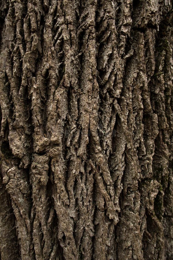 Tree bark texture