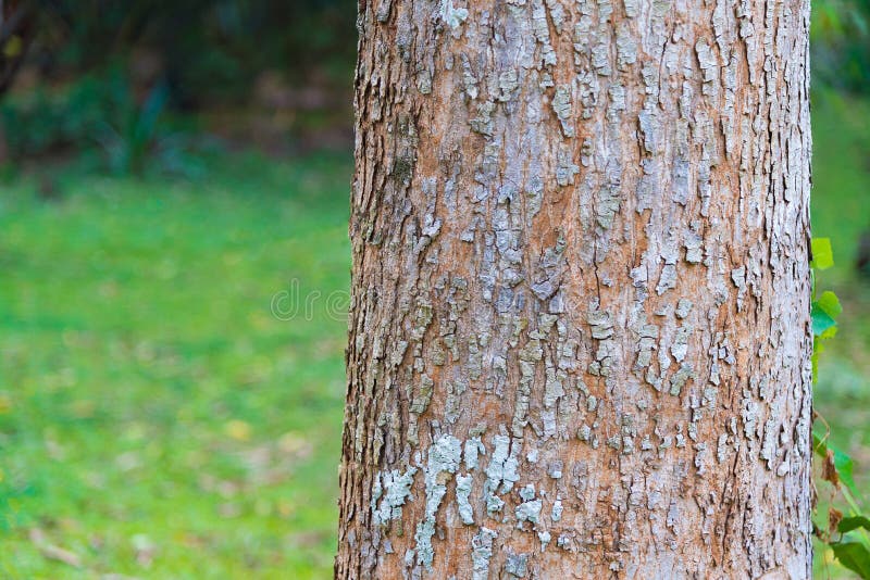 Tree bark texture background. natural surface.