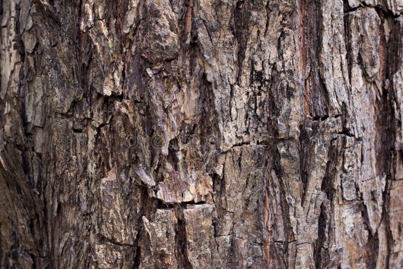 Old tree bark texture background.