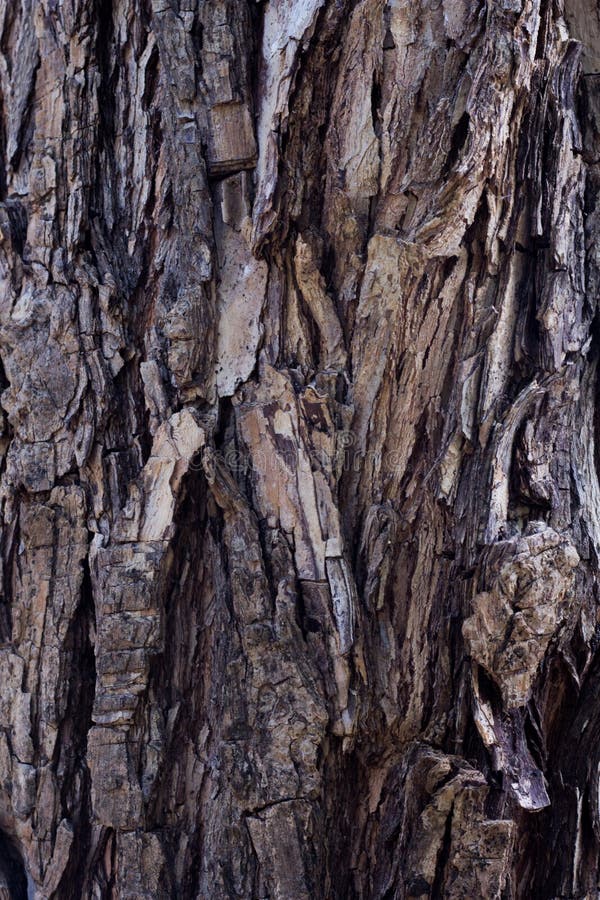 Old tree bark texture background.