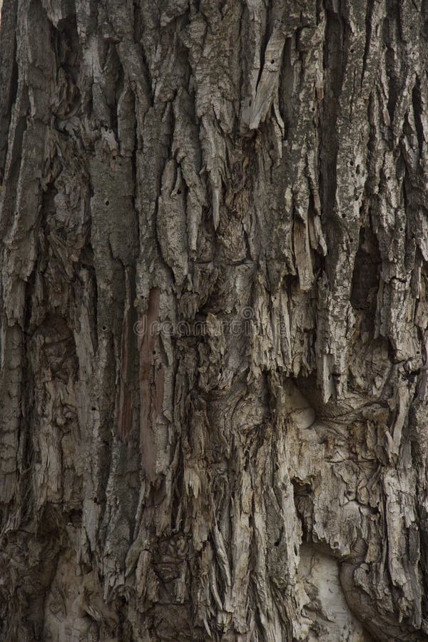 Tree bark texture background. Old gray bark