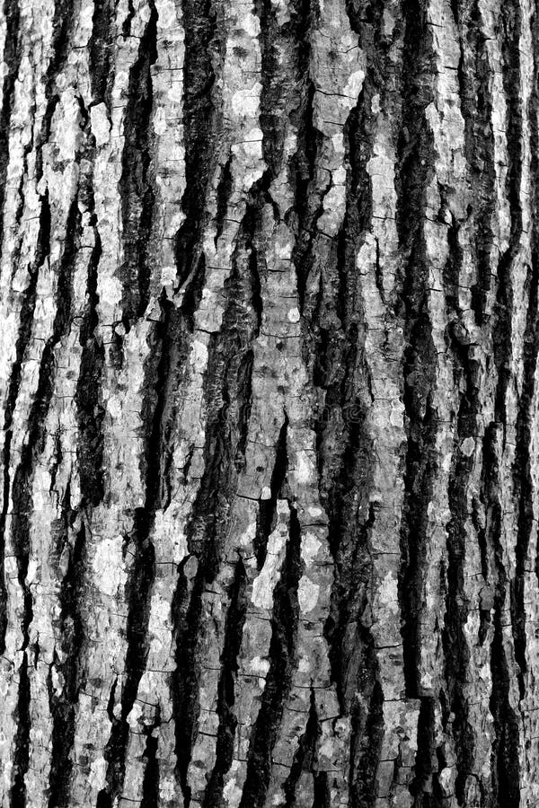 Tree Bark Texture in Black and White Stock Image Image of grain, stem