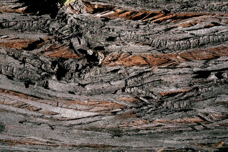 A Tree bark texture background. A Tree bark texture background