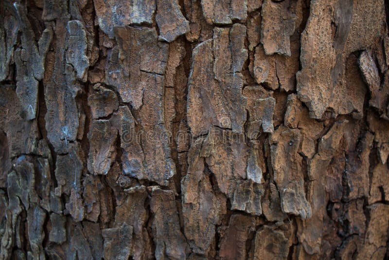 Tree bark texture