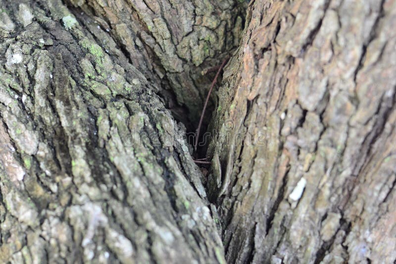 Tree bark texture of brown bark of tree. stock photo