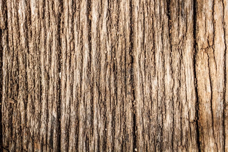 Tree bark texture stock photos