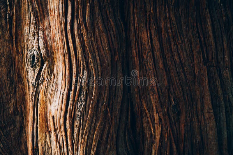 Tree bark texture close up, natural background