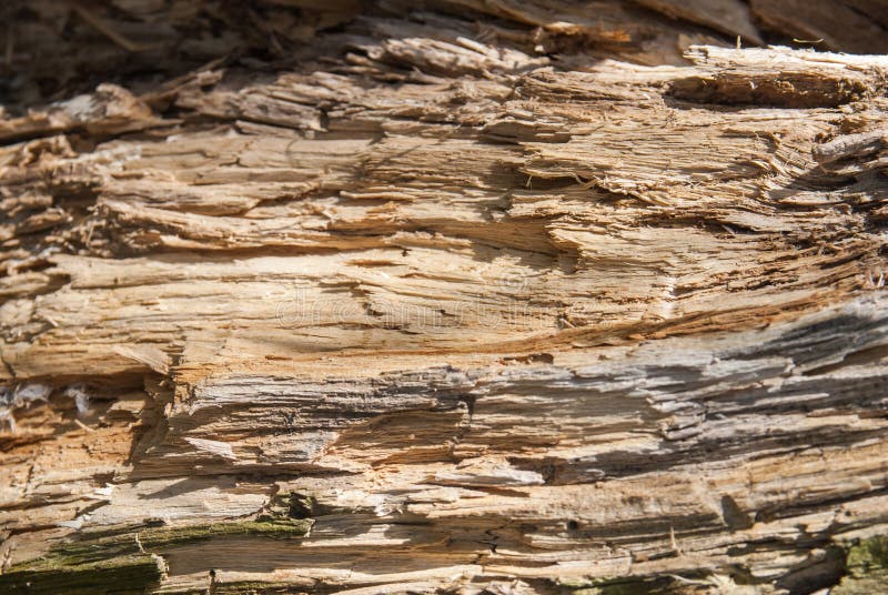 Tree bark for texture closeup