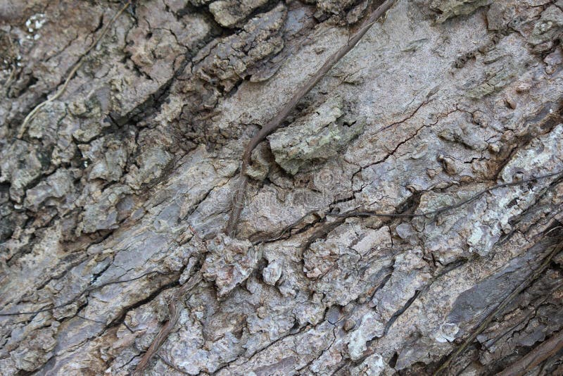 Tree Bark Texture stock image. Image of texture, dying 93709585