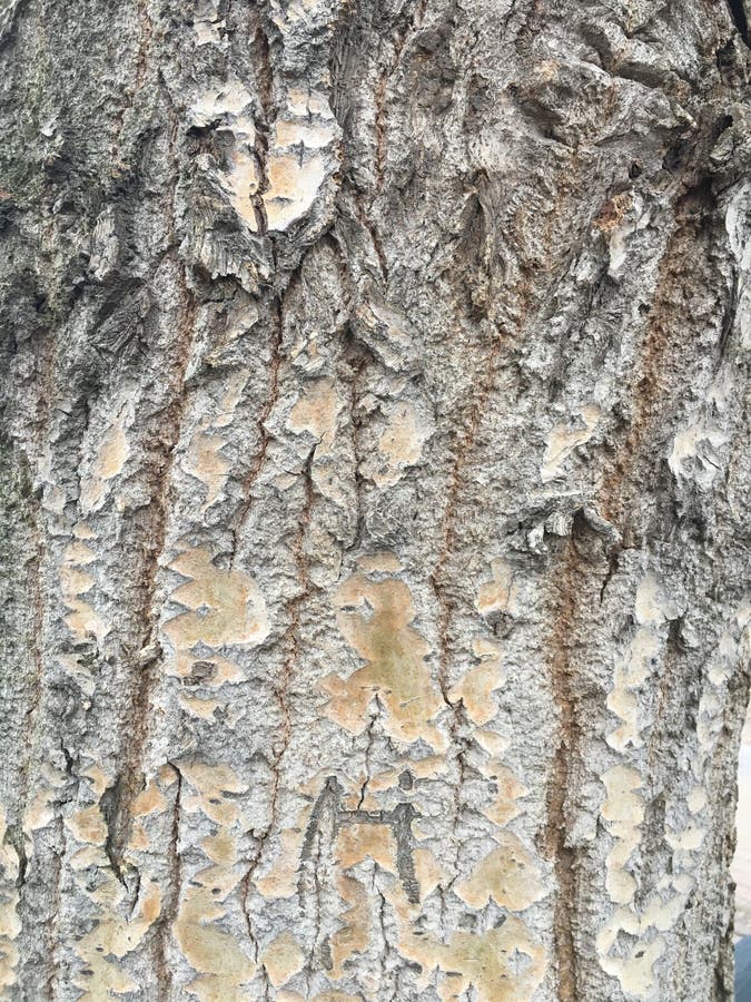 Tree bark texture for image royalty free stock photo