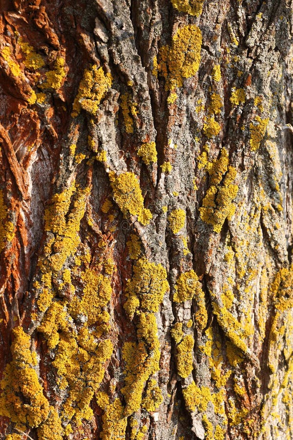 Tree bark texture with moss