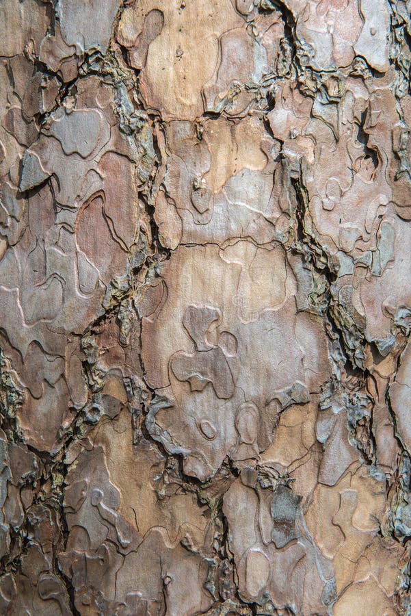 Tree bark texture pattern for background