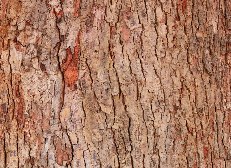 Tree bark texture pattern. wood rind for background royalty free stock image