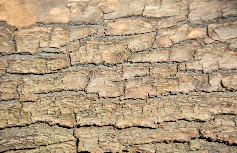 Texture shot of brown old tree bark. Texture shot of brown old tree bark