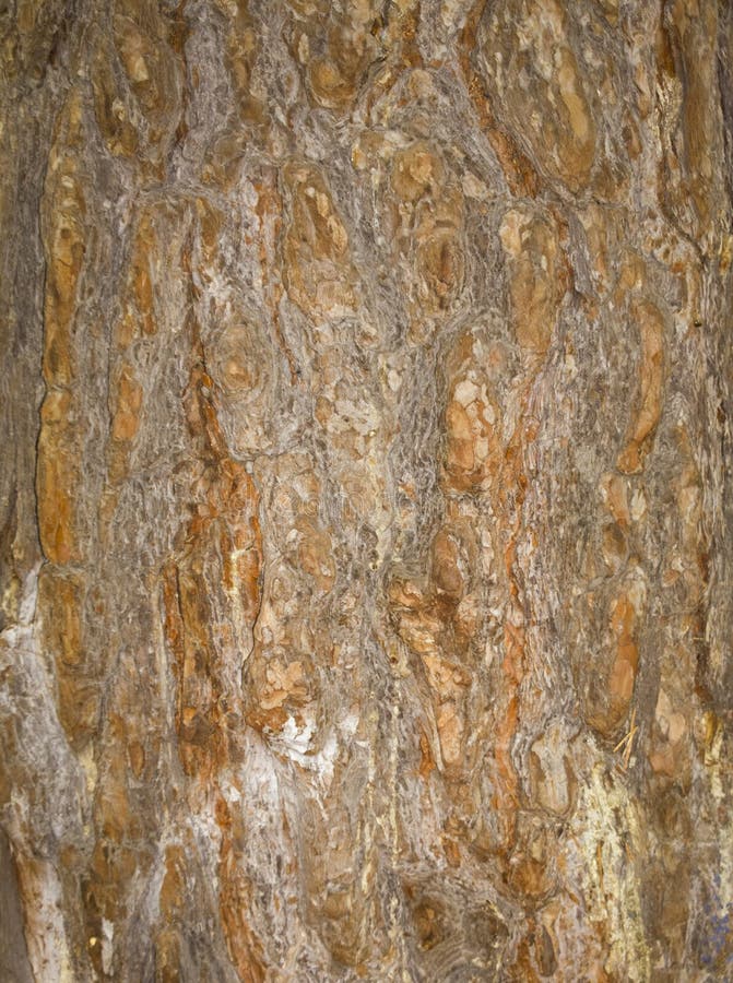 Tree bark texture. trunk of fir tree background. royalty free stock images