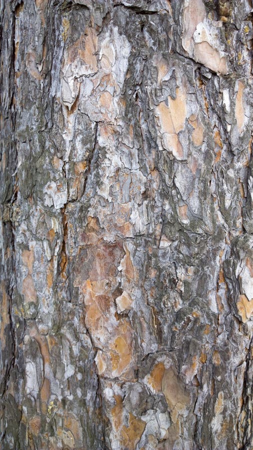 Tree bark texture. trunk of fir tree background. stock photo