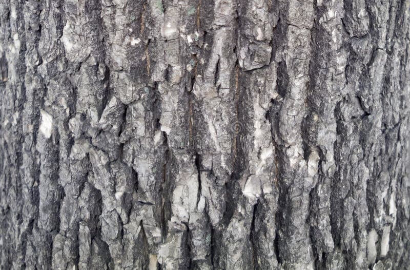 Tree bark texture. trunk of fir tree background. royalty free stock photos