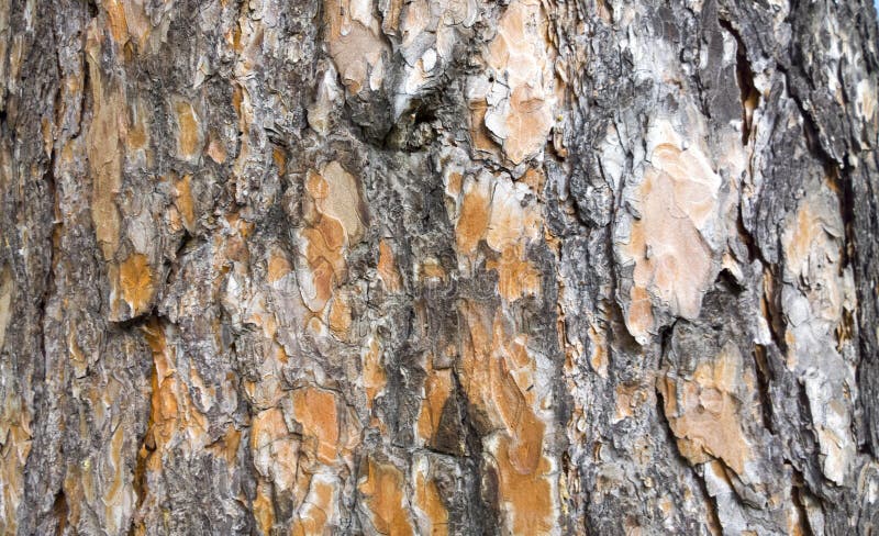 Tree bark texture. trunk of fir tree background. royalty free stock images