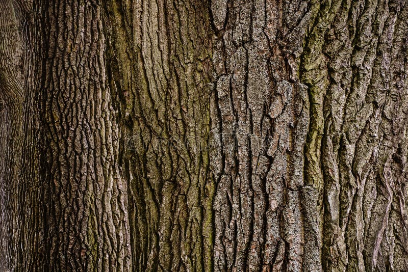 Tree bark stock photography