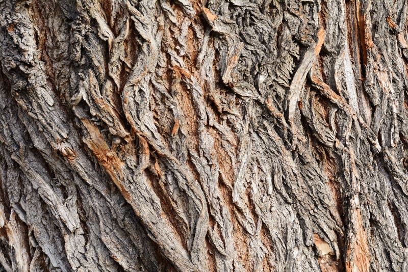 Tree bark texture, white willow (Salix alba) bark royalty free stock photo