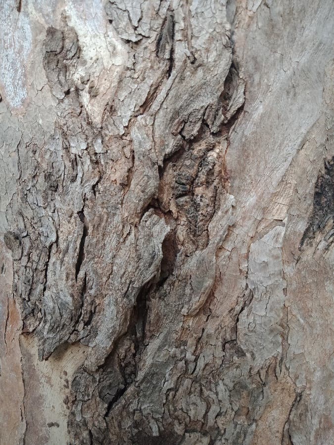 Tree bark textured background, nature landscape wallpaper. many uses for advertising, book page, paintings, printing, mobile backgrounds, book, covers, screen savers, web page, landscapes, greeting cards, letter head etc.