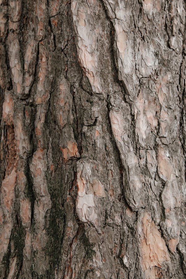 Tree bark