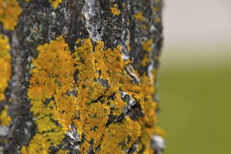 Tree bark with yellow moss growth in narrow focus..