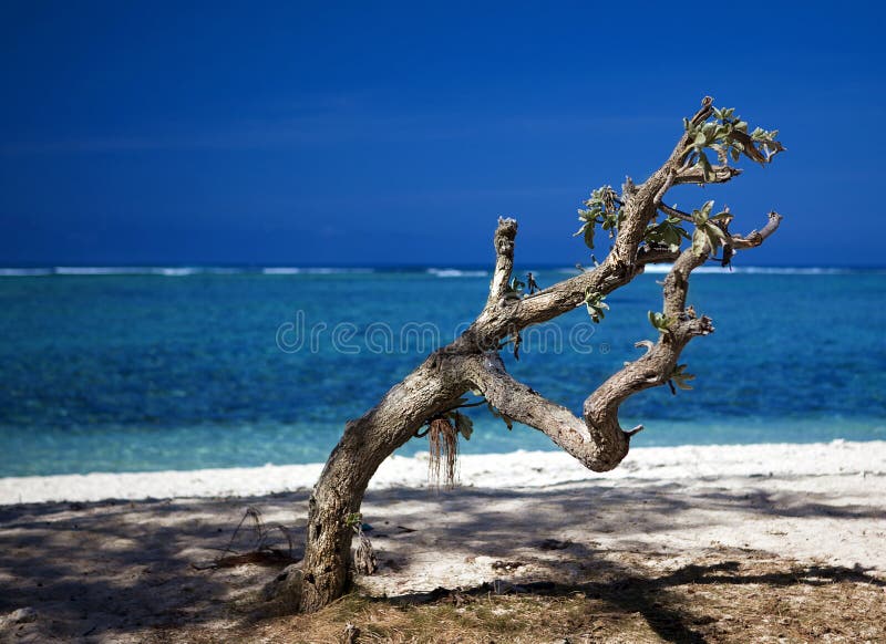 Tree on a beach against a lagoon