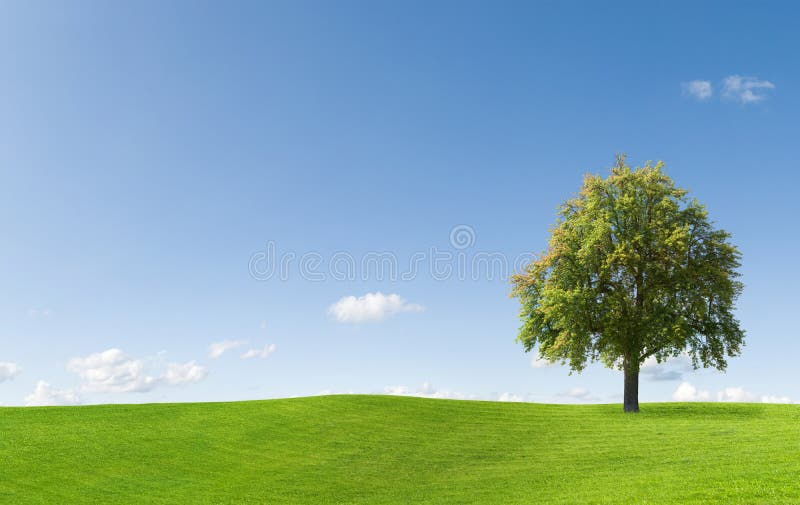 Tree in beautiful landscape