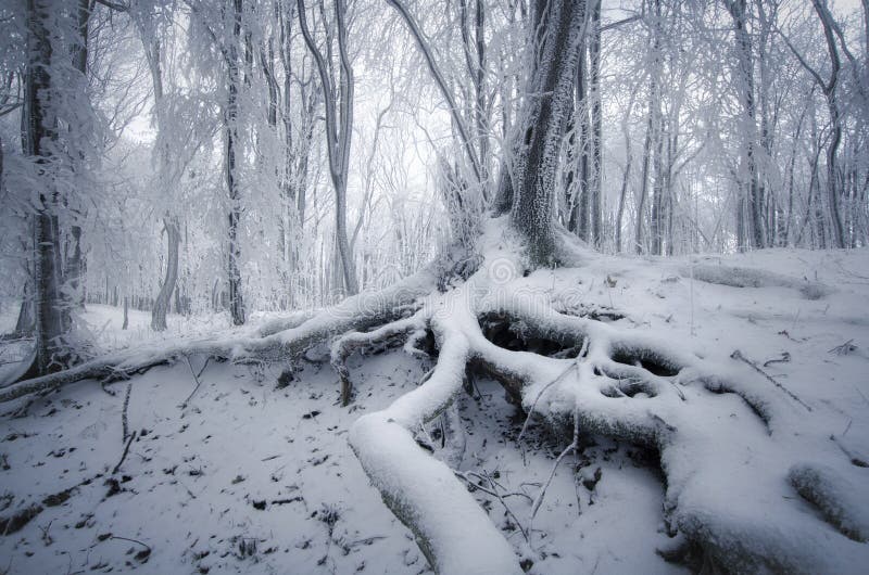 Tree with big roots in enchanted frozen forest in winter royalty free stock photos