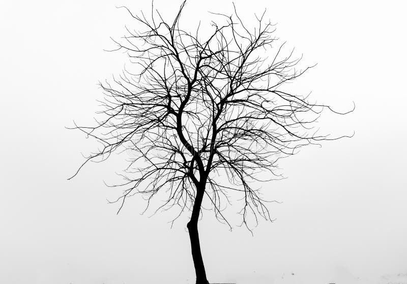 Tree, Black And White, Branch, Monochrome Photography Picture. Image ...