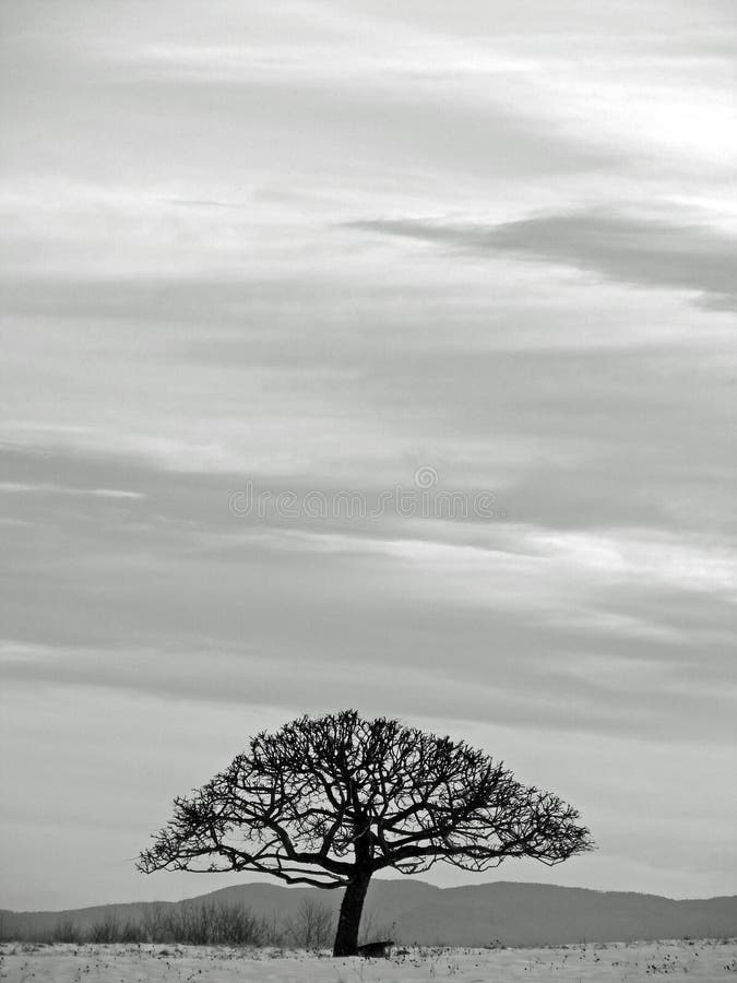 Tree Black And White Landscape Stock Images Image 2756584