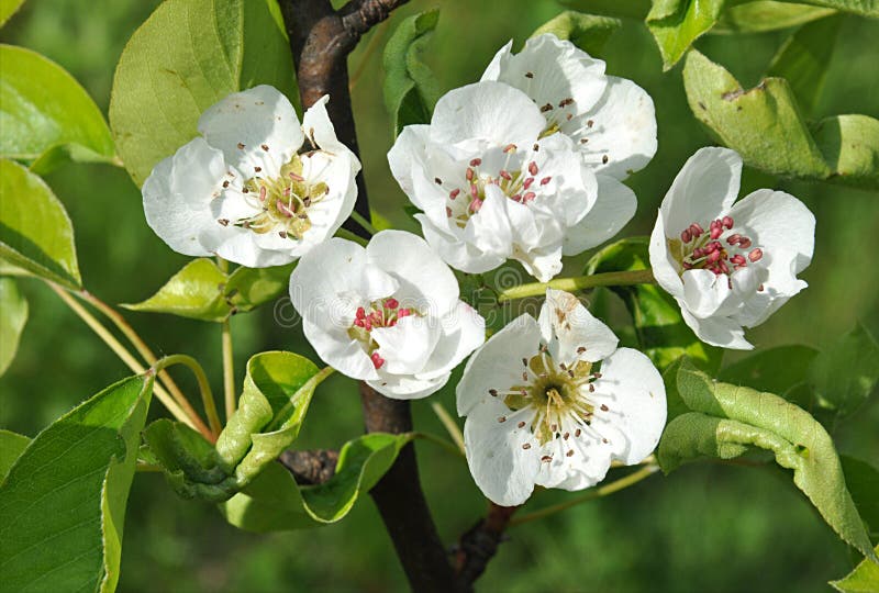 The tree bloomed apple royalty free stock photo