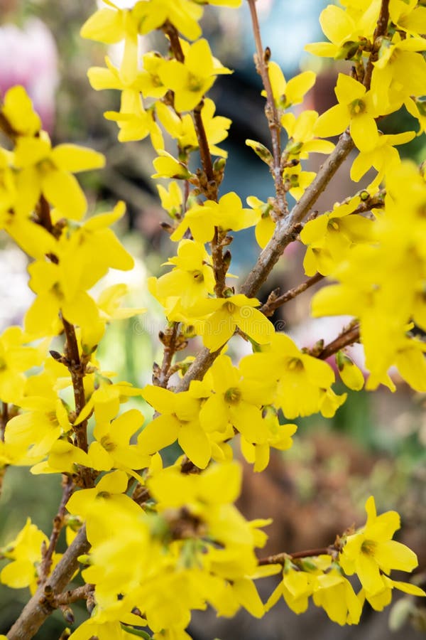 The Tree Blooms Yellow Forsythia Closeup and Selective Focus Stock