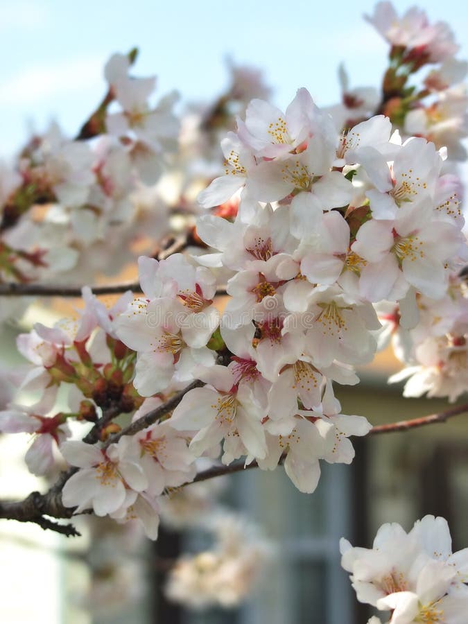 Tree blossom stock photo. Image of petals, aroma, japanese - 700402