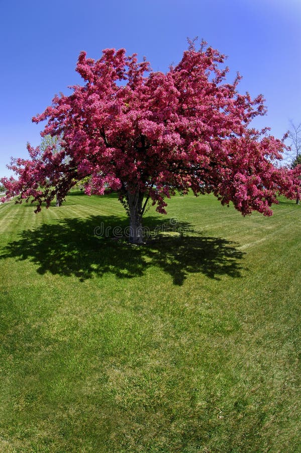 Tree Blossoms in Spring