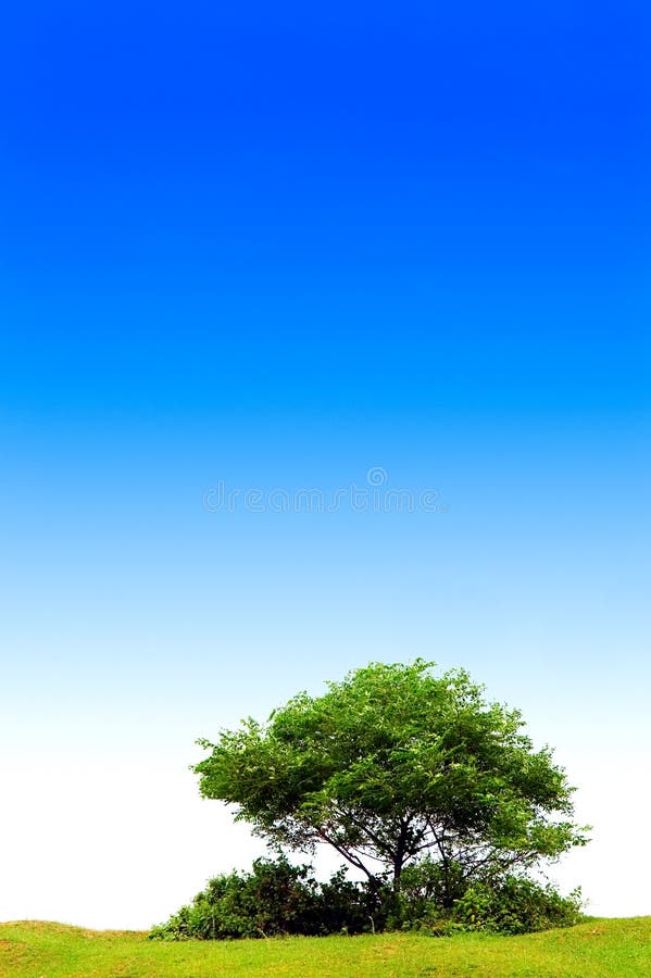 Tree with blue sky