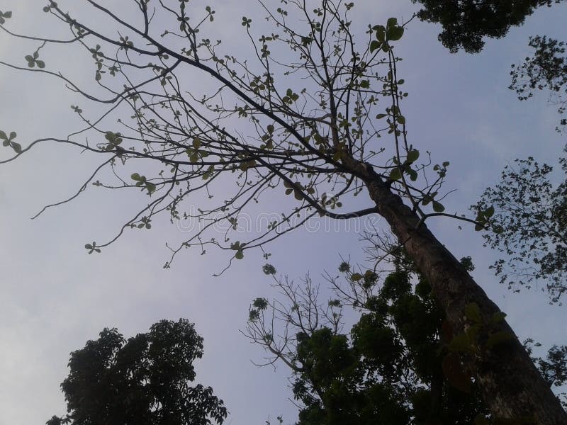 The big tree and blue sky