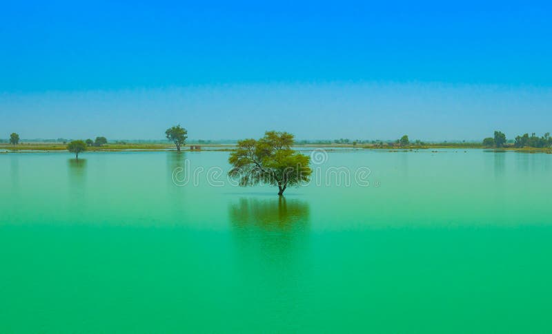 A tree in a blue water lake with blue sky background royalty free stock photography A tree in a blue water lake with blue sky background royalty free stock photography