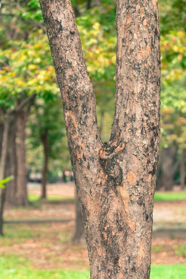 Tree Blur Background in Park of Thailand Stock Image - Image of butterfly,  landscapes: 80926553