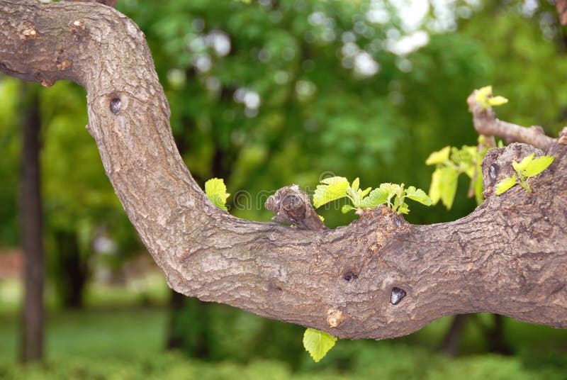 Tree branch