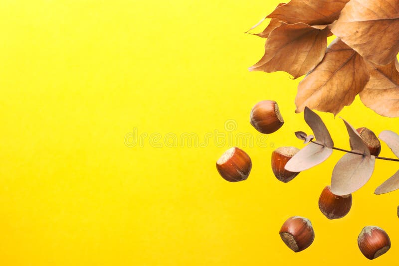 Tree branch with brown dry leaves scattered hazelnuts on bright yellow background. Autumn fall Thanksgiving back to school royalty free stock photo Tree branch with brown dry leaves scattered hazelnuts on bright yellow background. Autumn fall Thanksgiving back to school royalty free stock photo