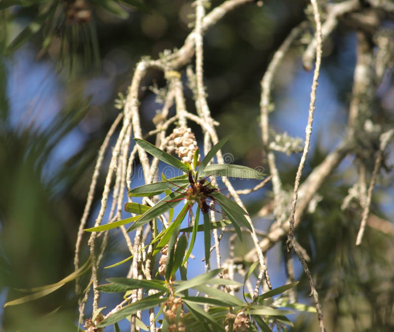 Tree branch close up stock image.