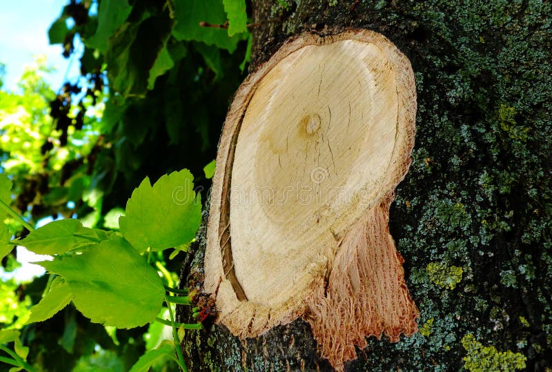 Tree branch cut section detail with wood texture, bark and year rings royalty free stock photos