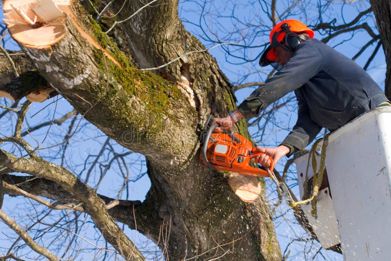 Maschio albero chirurgo lavora duro per il taglio di rami di fuori di un grande albero con una motosega.