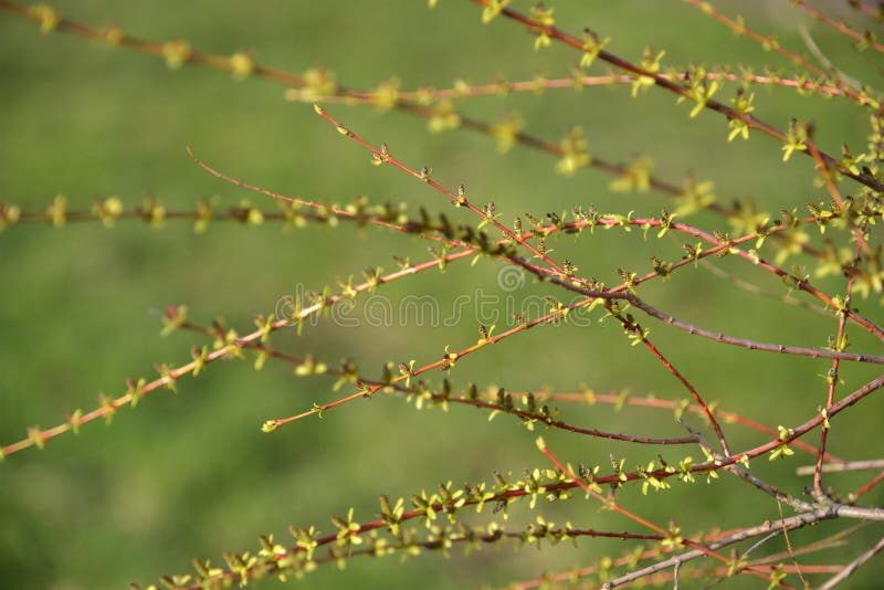 A Tree Branch in Early Spring Stock Photo Image of birch, leaf 91213202