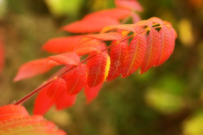 Tree Branch in Full Fall Colors. Stock Photo - Image of macro, fall