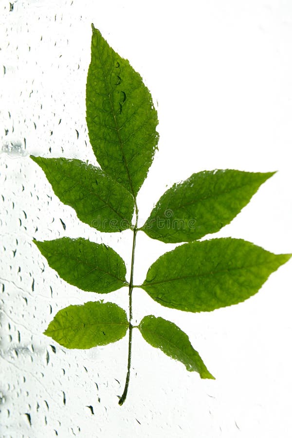 Tree branch on glass