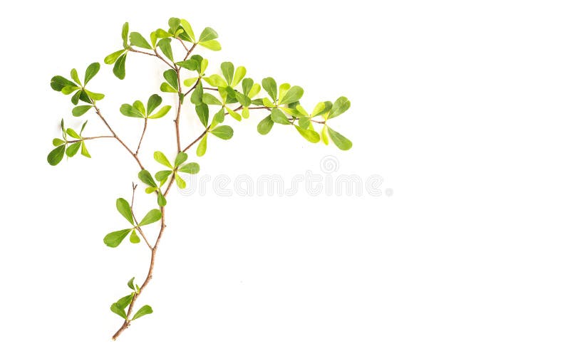 Tree branch and green leaf isolated on white background